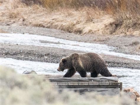 Authorities search for grizzly bear that killed woman near Yellowstone National Park